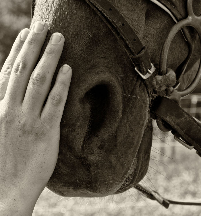 Equine Therapy | Horse Massage | Horse Therapy | EquusEQ