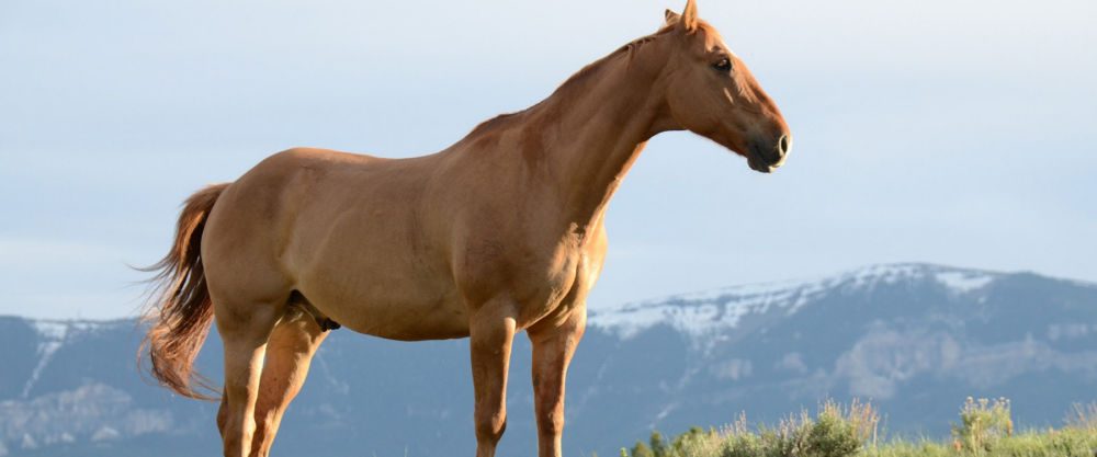 What is Equine Massage Therapy? | EquusEQ Equine Therapy
